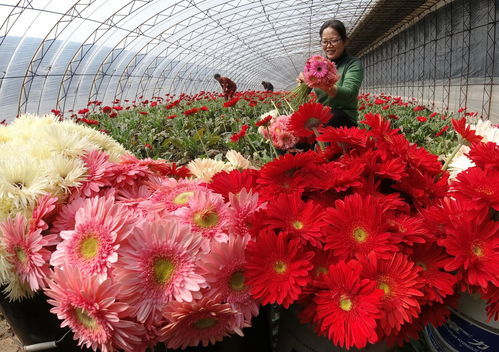 唐山鮮花店