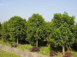 四川供應(yīng) 綠化苗木求購信息 四川苗木價(jià)格