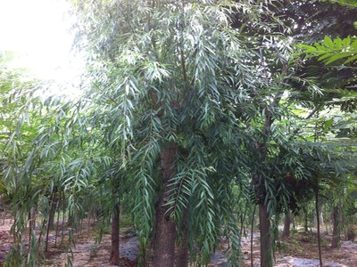 山東萬畝苗木大量出售西湖垂柳-山東萬畝苗木培育基地提供山東萬畝苗木大量出售西湖垂柳的相關介紹、產品、服務、圖片、價格13-14公分紅葉碧桃樹苗、5公分龍柱碧桃價格、3公分菊花碧桃小苗、8公分法桐基地、速生白蠟樹苗、山東國槐樹基地、