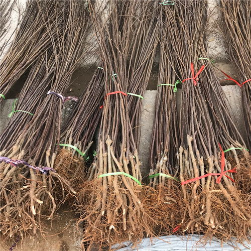【短枝紅富士蘋果苗哪里批發(fā)、短枝紅富士蘋果苗價格】- 